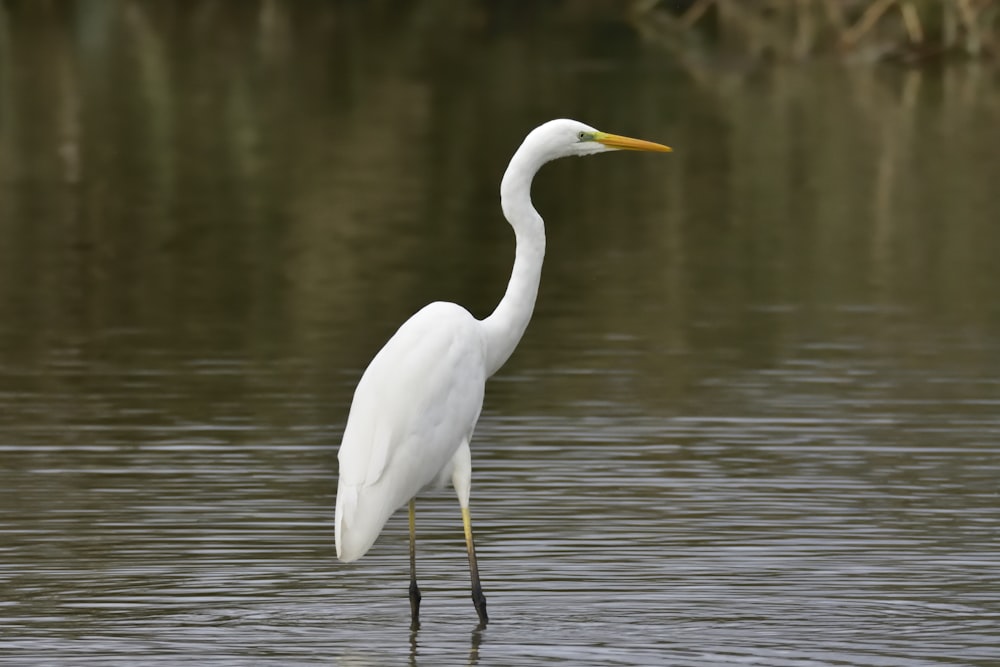 oiseau blanc à long bec sur l’eau