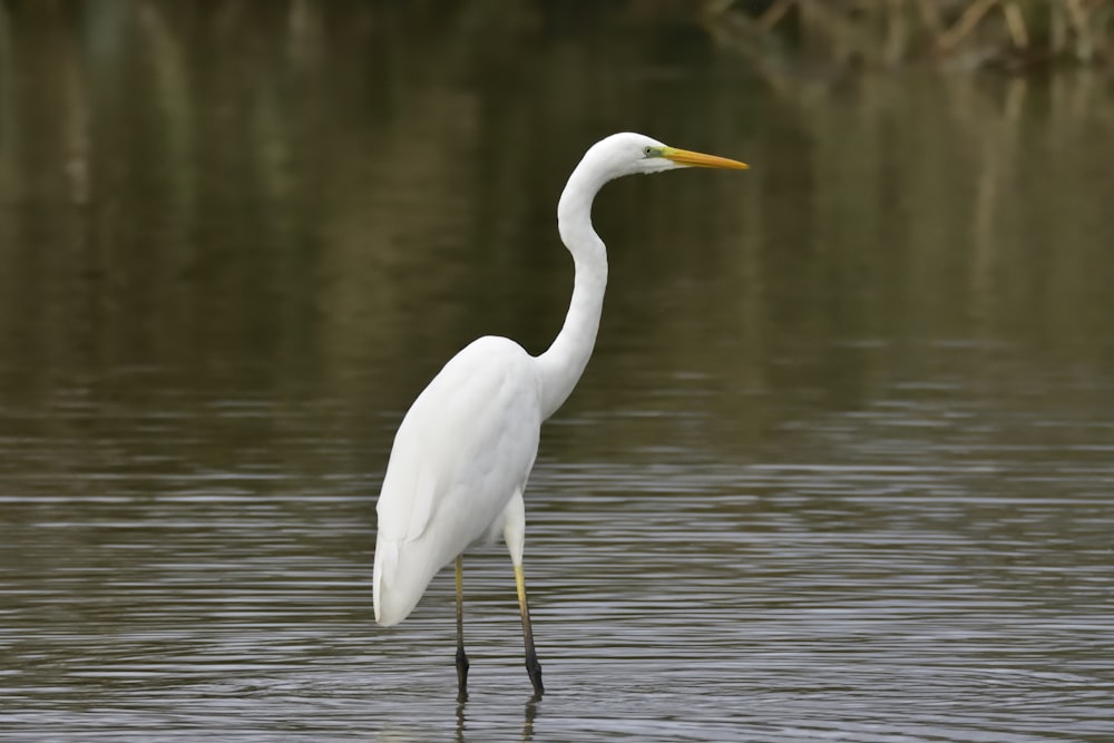 white long beak bird on water