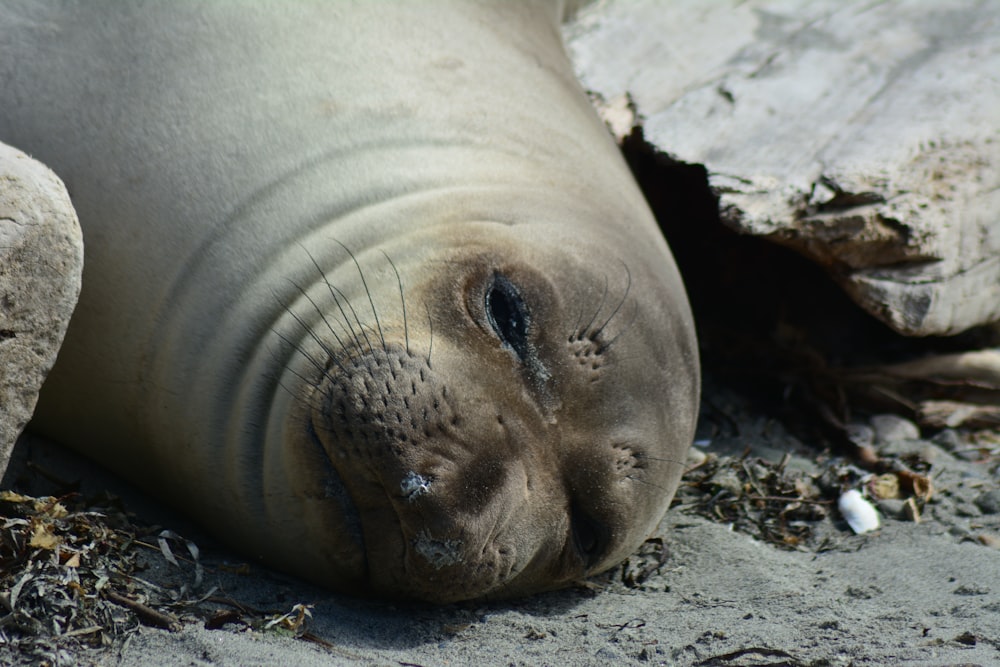 seal lying on brown rock