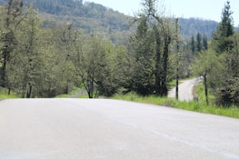 A peaceful road winding through lush greenery on the way to Prayagraj’s holy river.