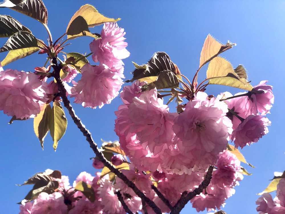 pink flowers with green leaves under blue sky during daytime