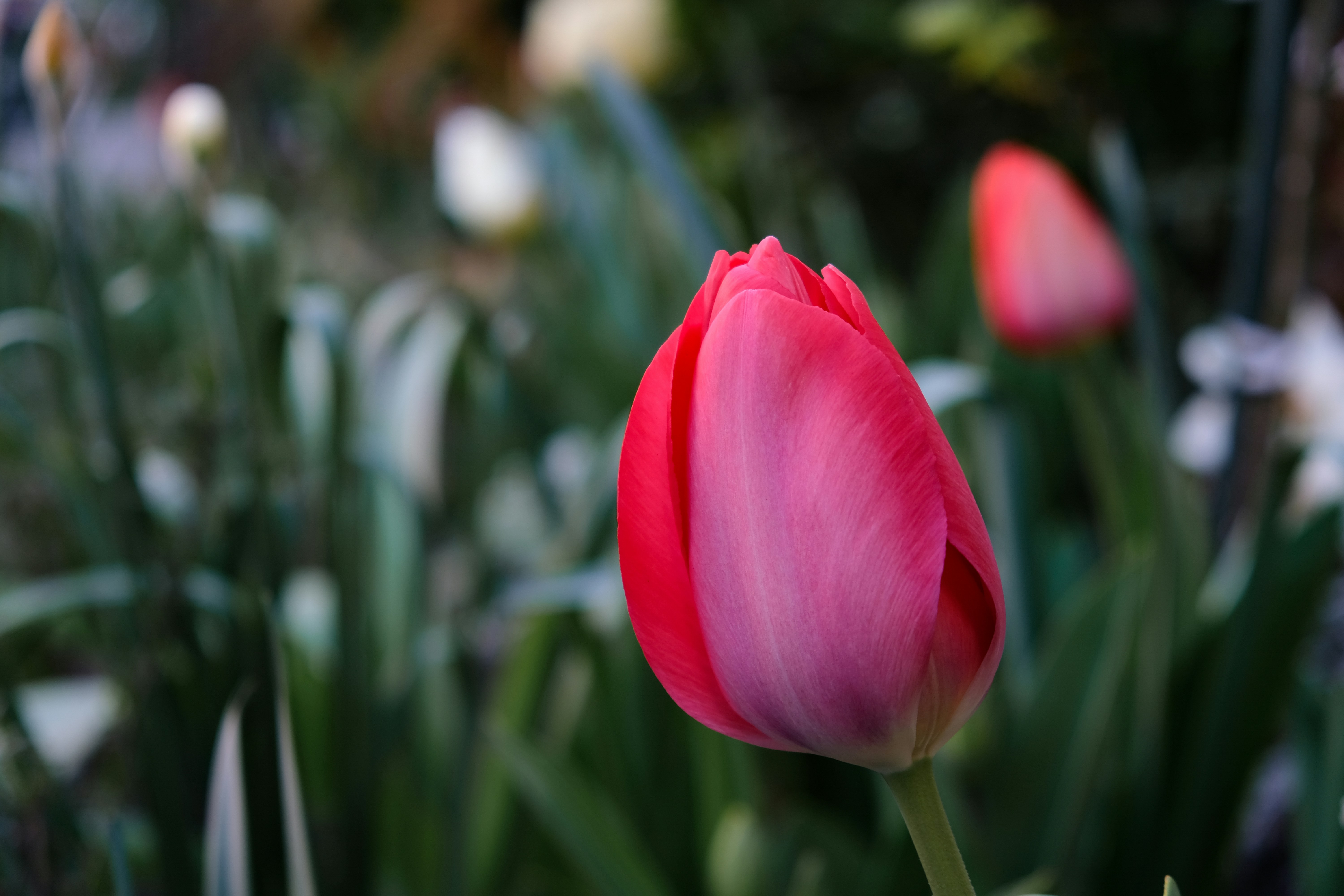 Photo by istvanszitas