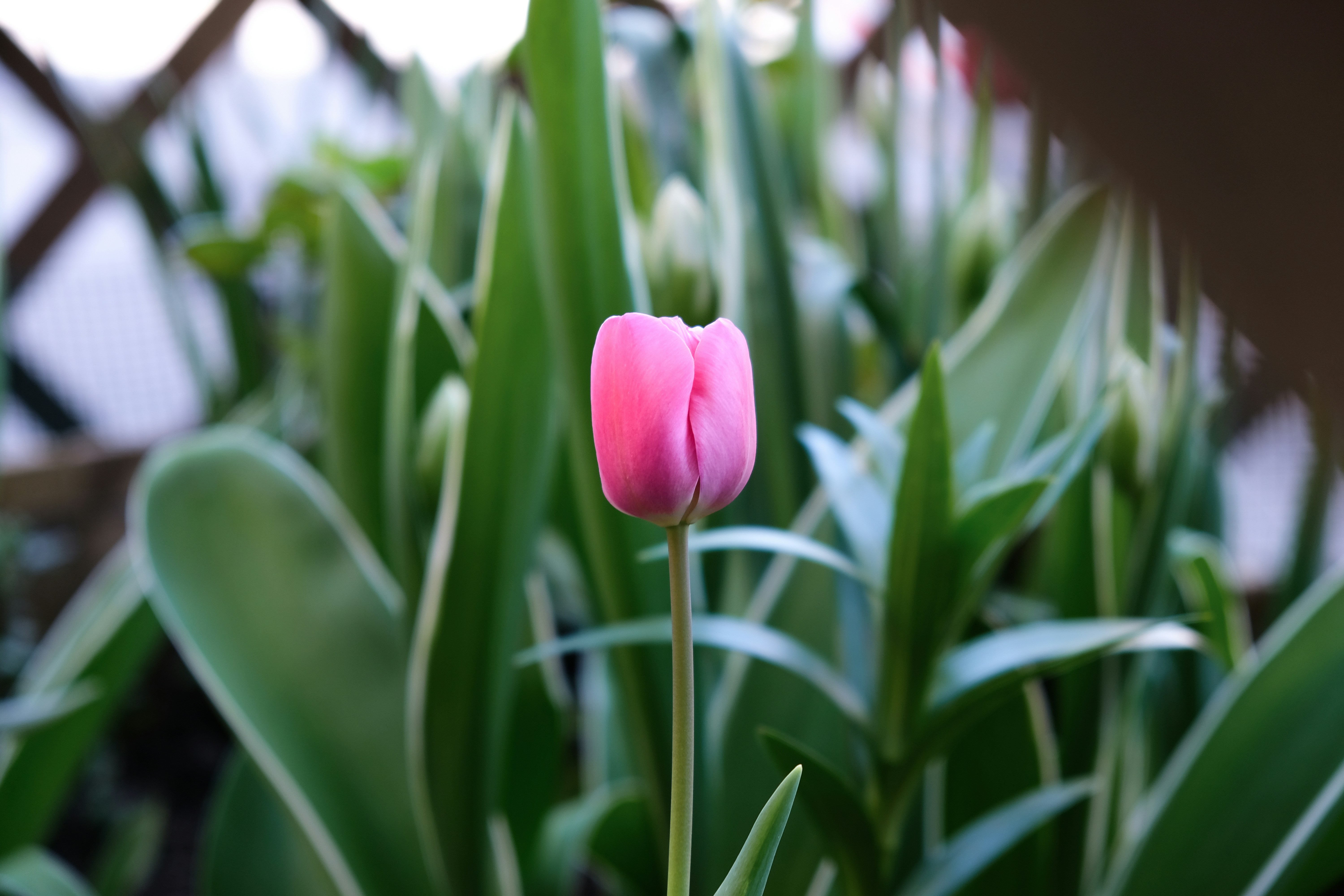 Photo by istvanszitas