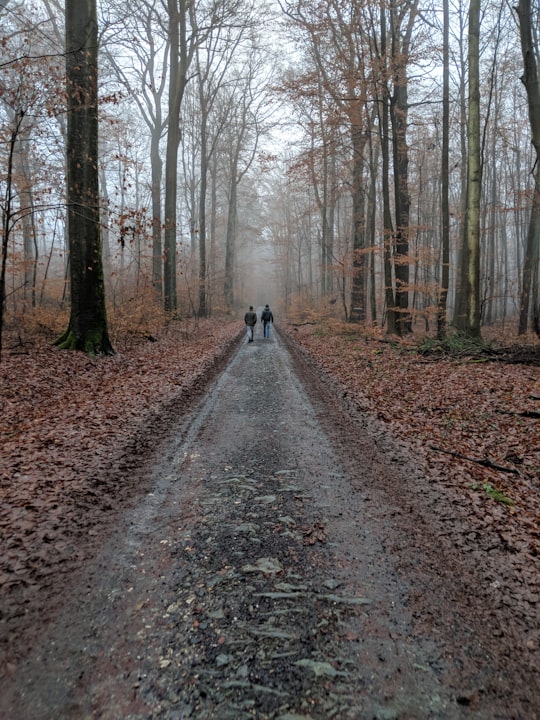 person in black jacket walking on pathway between bare trees during daytime in Wiesbaden Germany