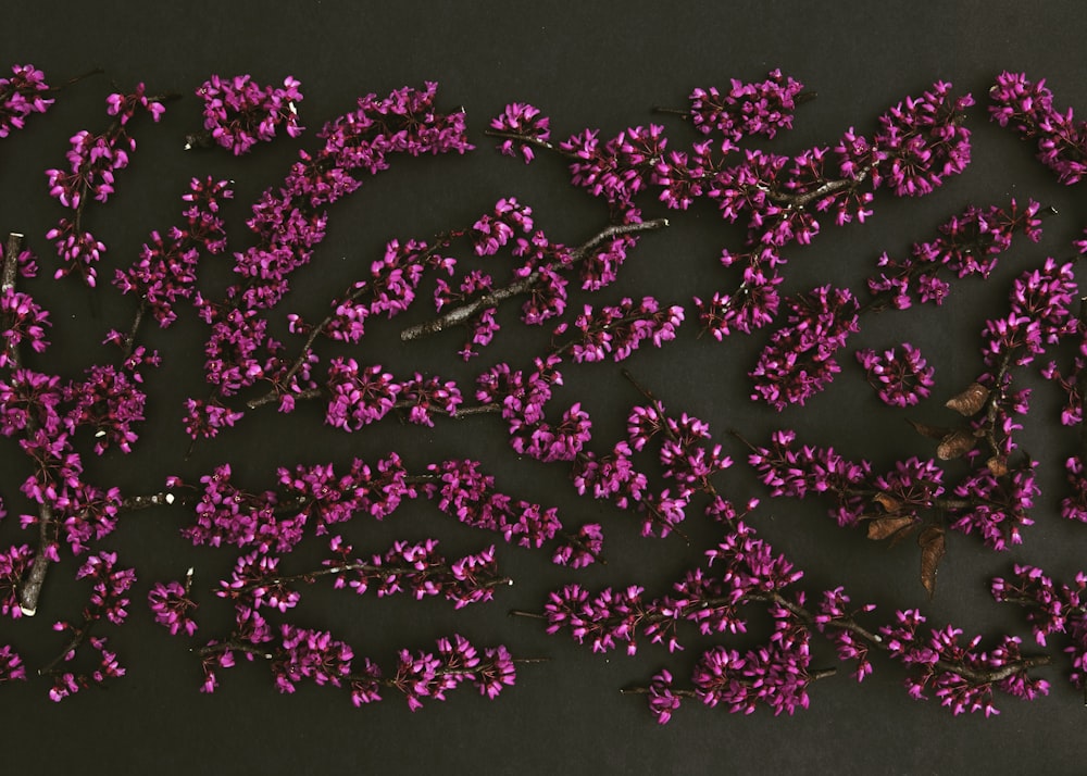 black and pink butterflies on white wall