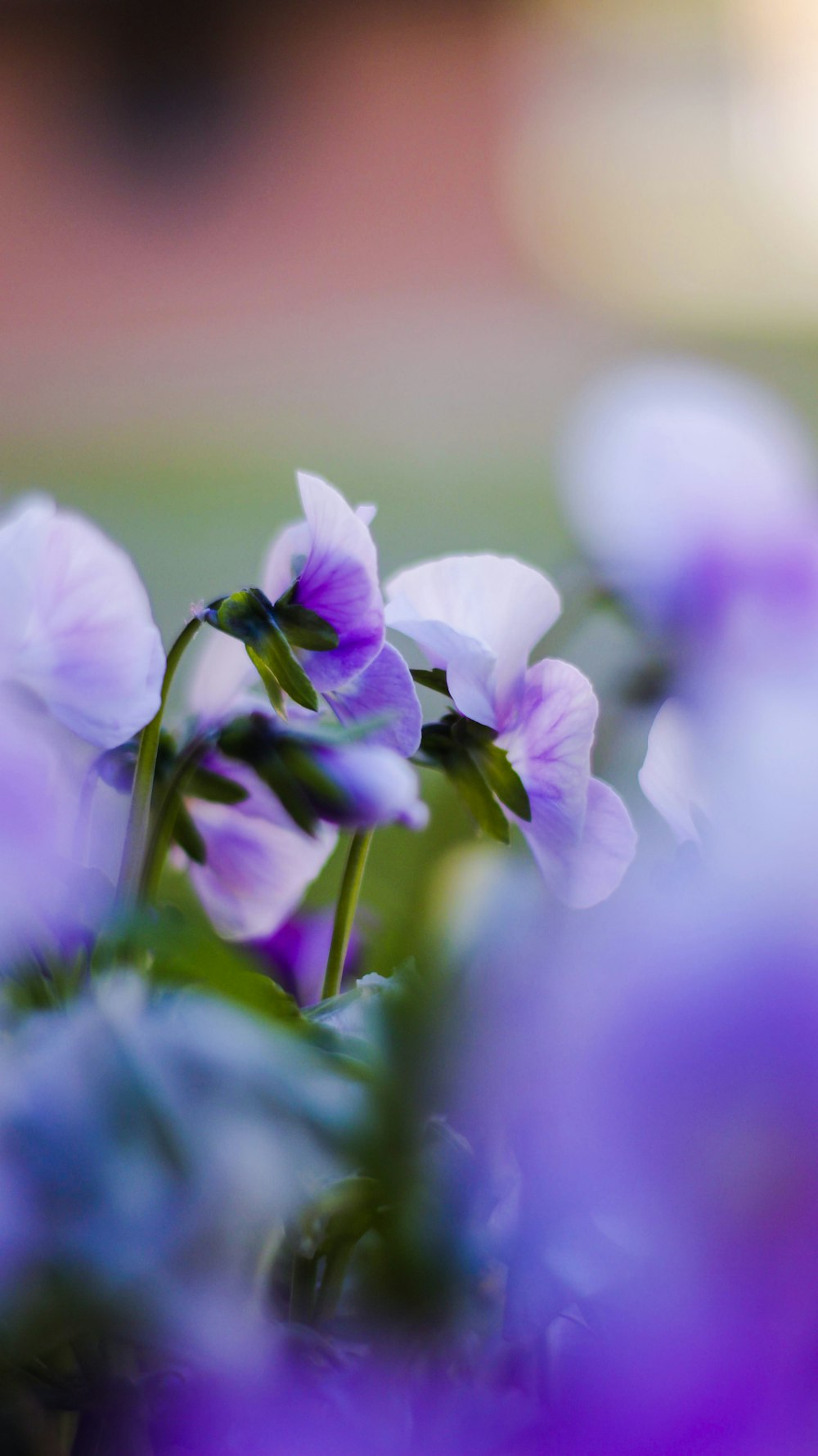 purple flower in tilt shift lens