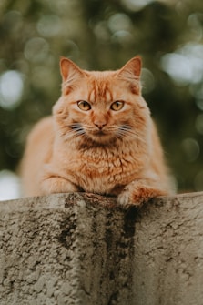 orange tabby cat on gray tree trunk