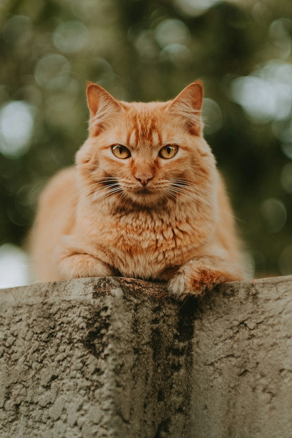 Orange Tabby Katze auf grauem Baumstamm