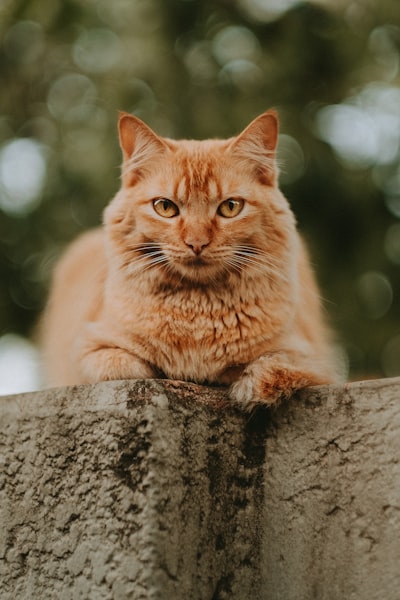 orange tabby cat on gray tree trunk