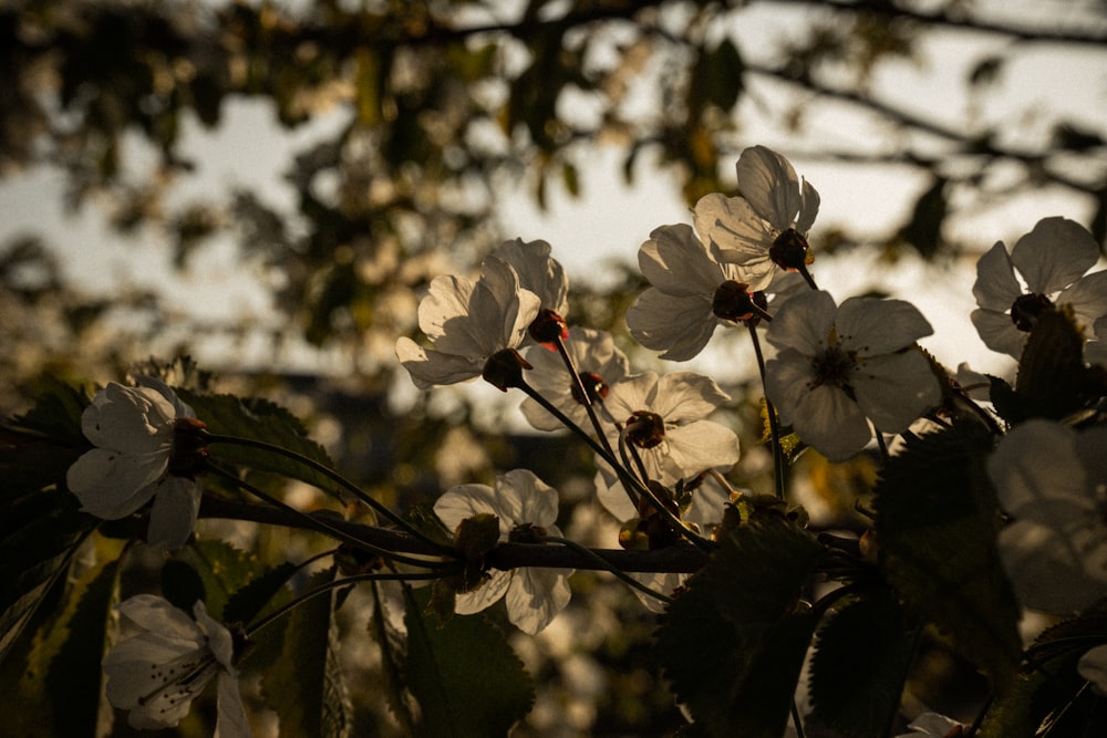 Flor de cerezo blanco en flor durante el día