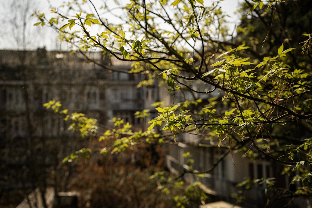 yellow leaves on tree branch