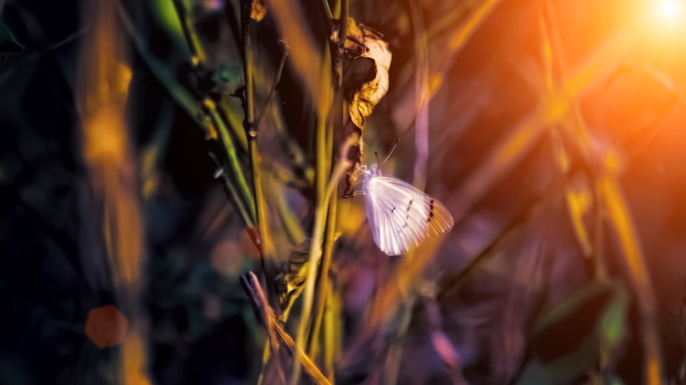 white butterfly perched on brown flower in close up photography during daytime