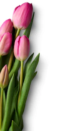 pink tulips on white surface