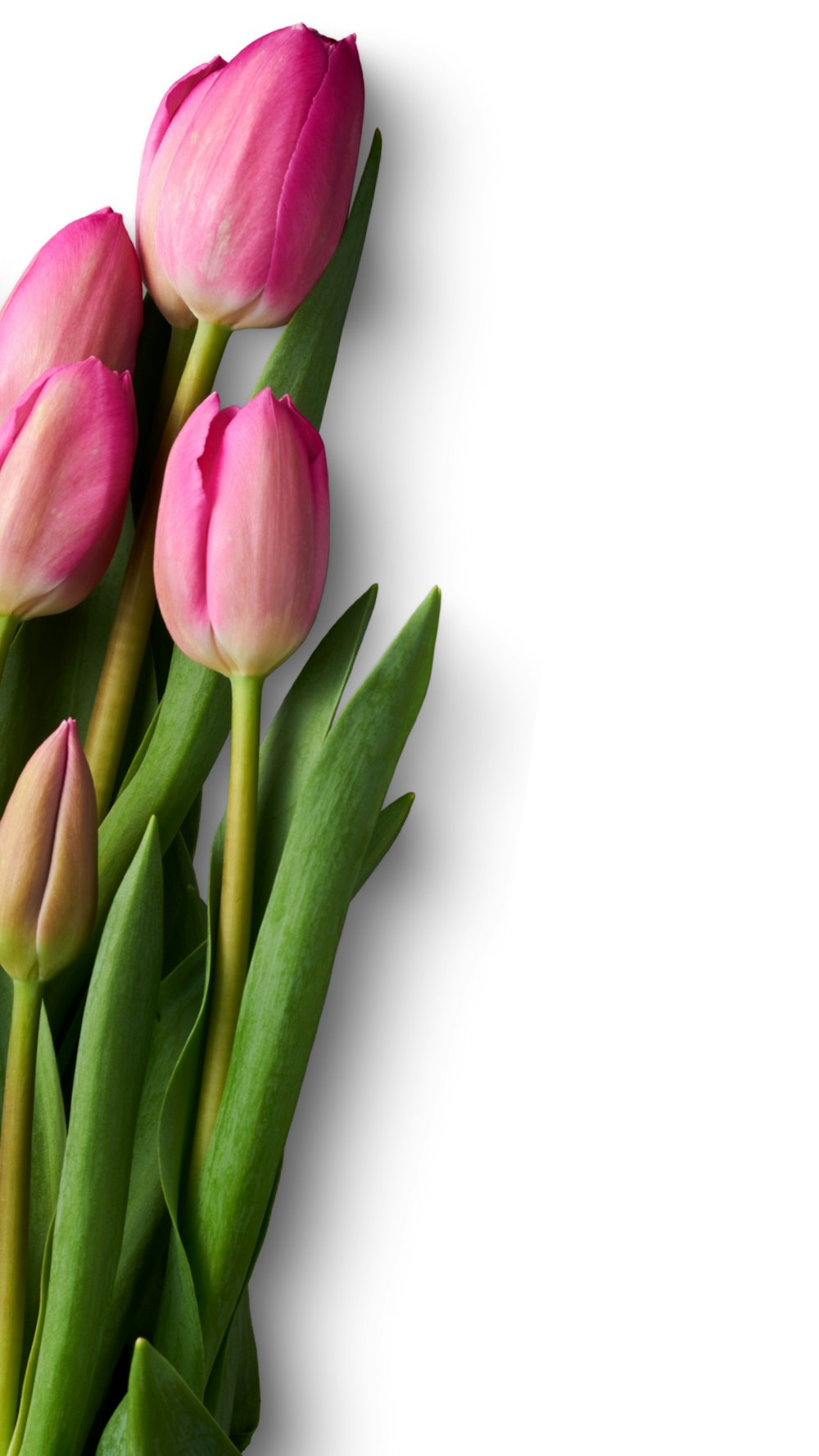 Tulipanes rosados sobre superficie blanca