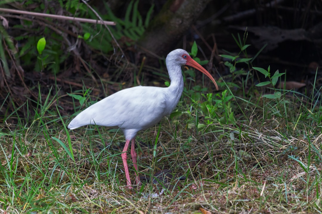 white bird on green grass