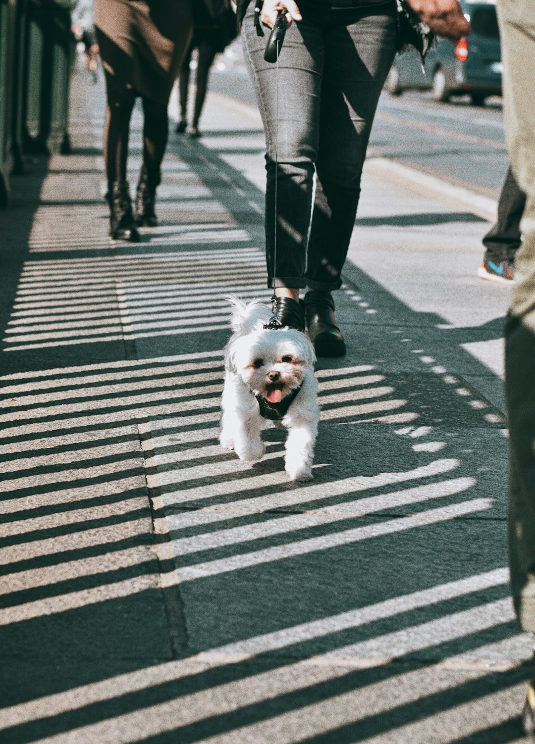 white long coat small dog walking on pedestrian line during daytime