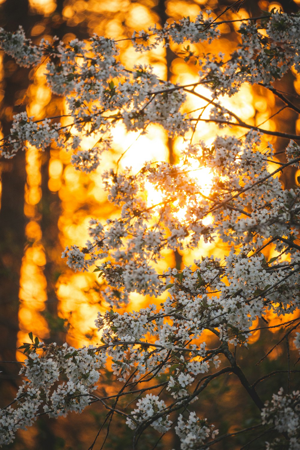 yellow leaves on tree branch during daytime