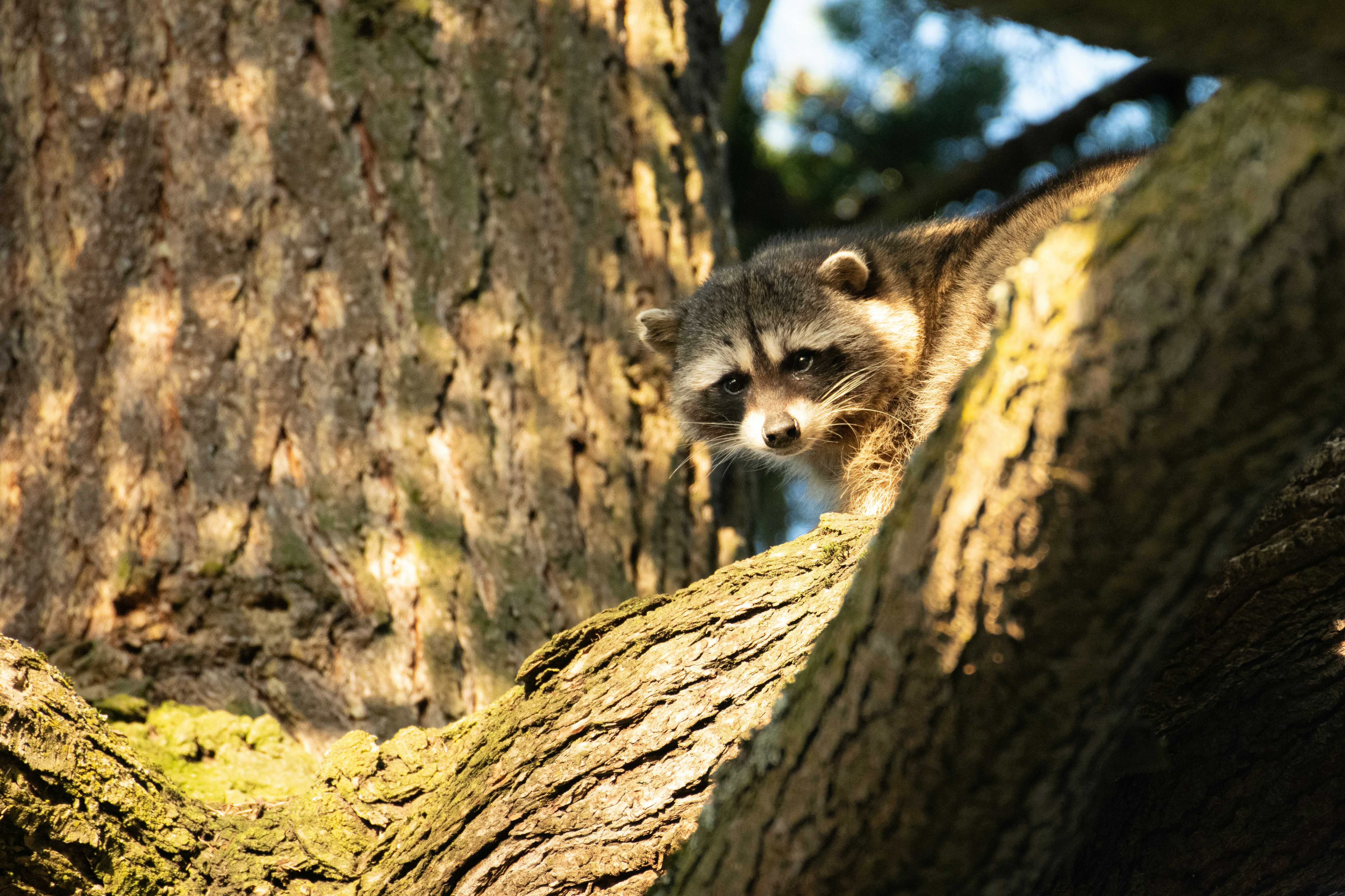 brown and white squirrel on brown tree