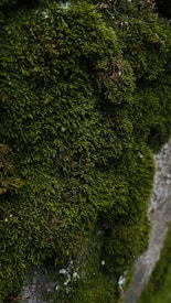Dense, vibrant green moss covering the surface of a rocky or textured substrate, with patches of lighter coloration suggesting moisture or natural growth variation.
