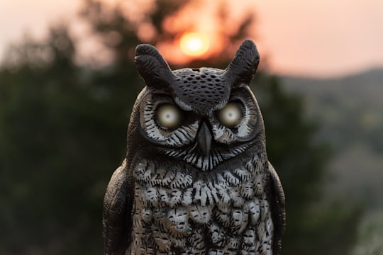 black and white owl during daytime in Kansas United States