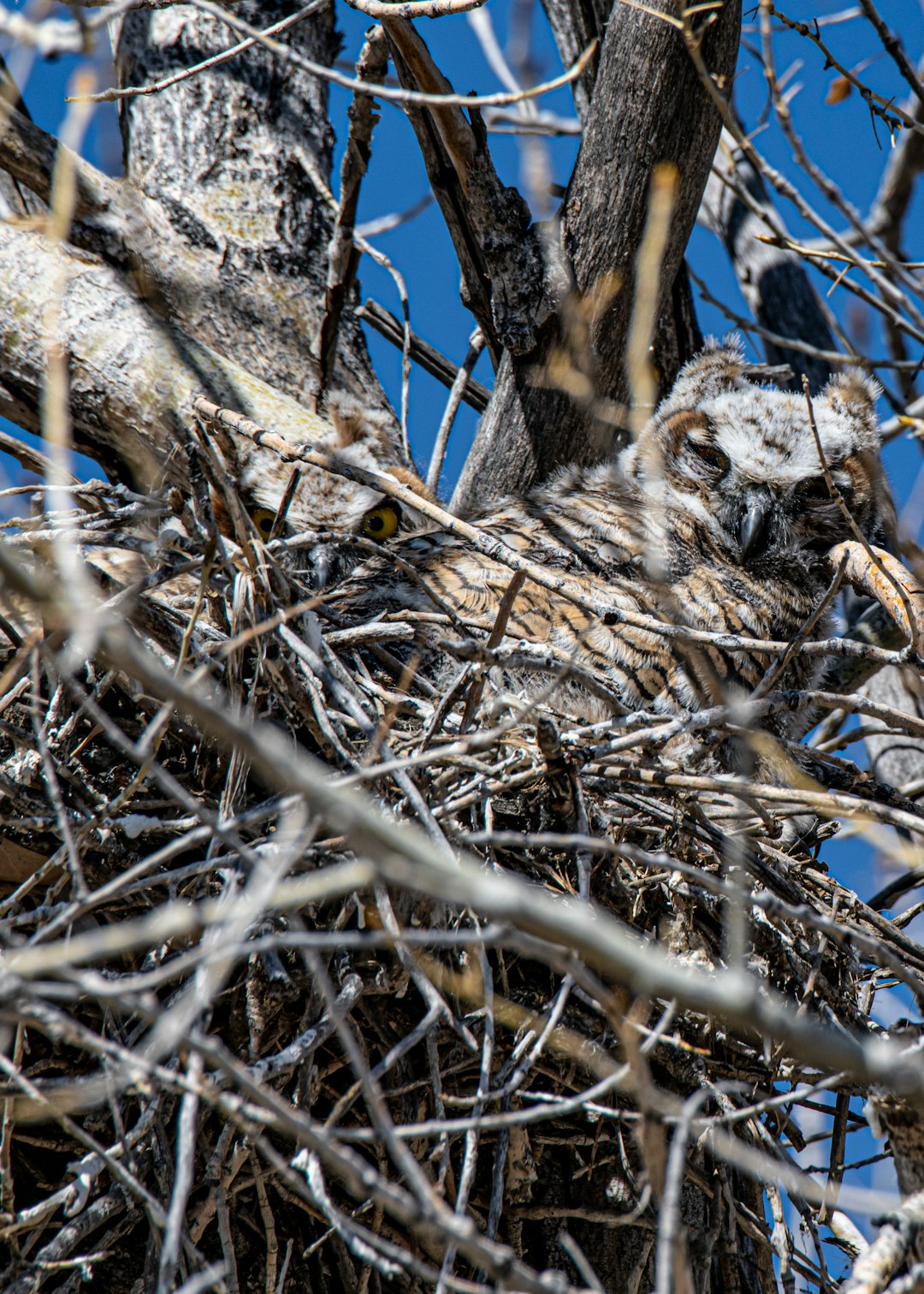 brown owl on brown tree branch during daytime