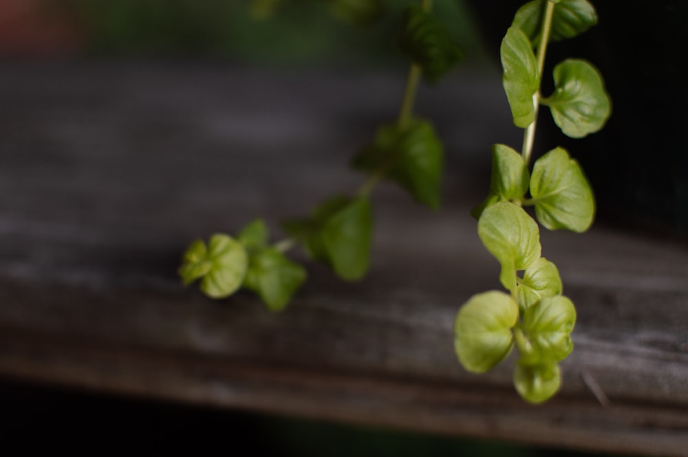 gelbe Blumen auf braunem Holztisch