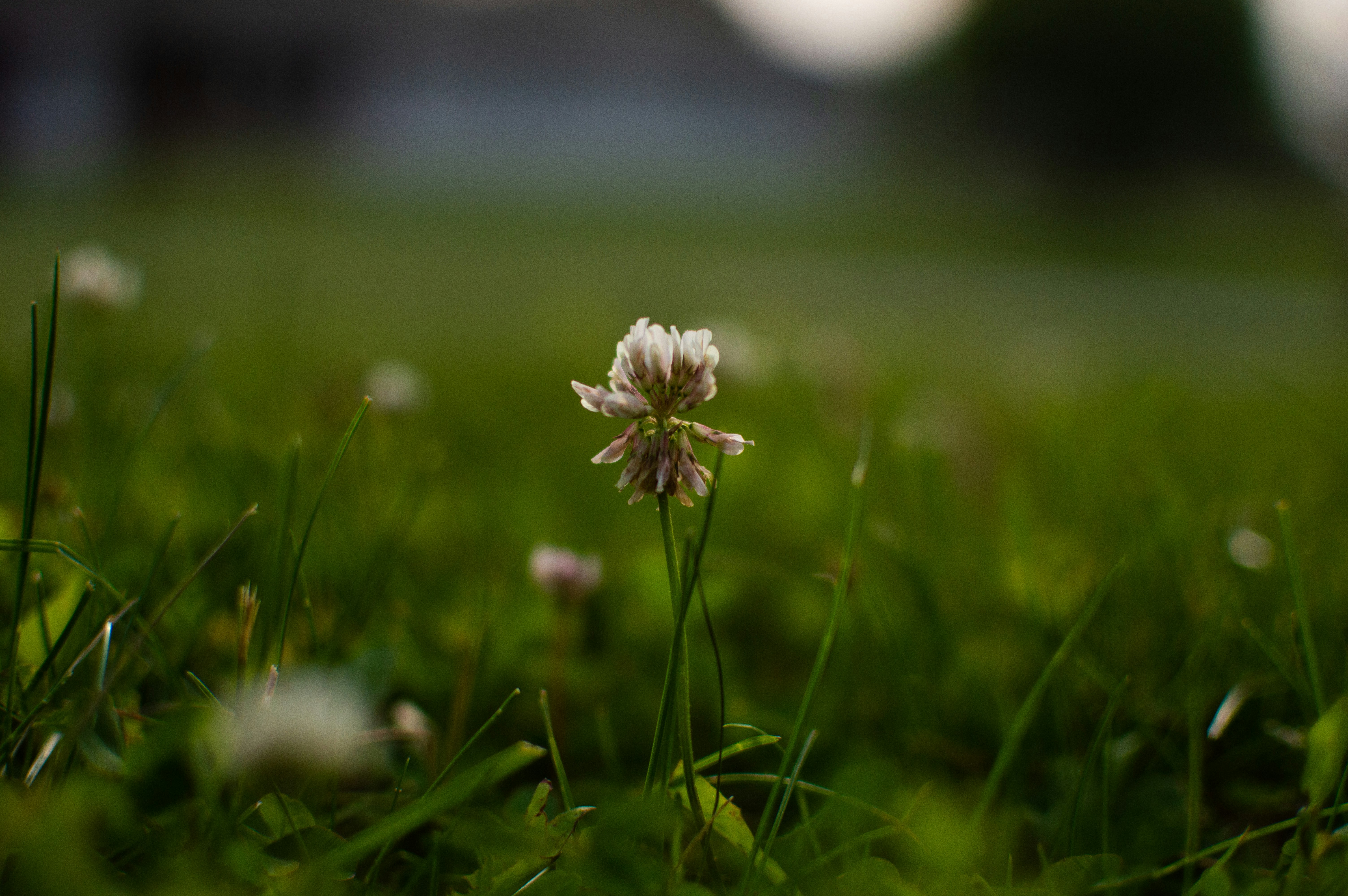 Photo by anonymousflower