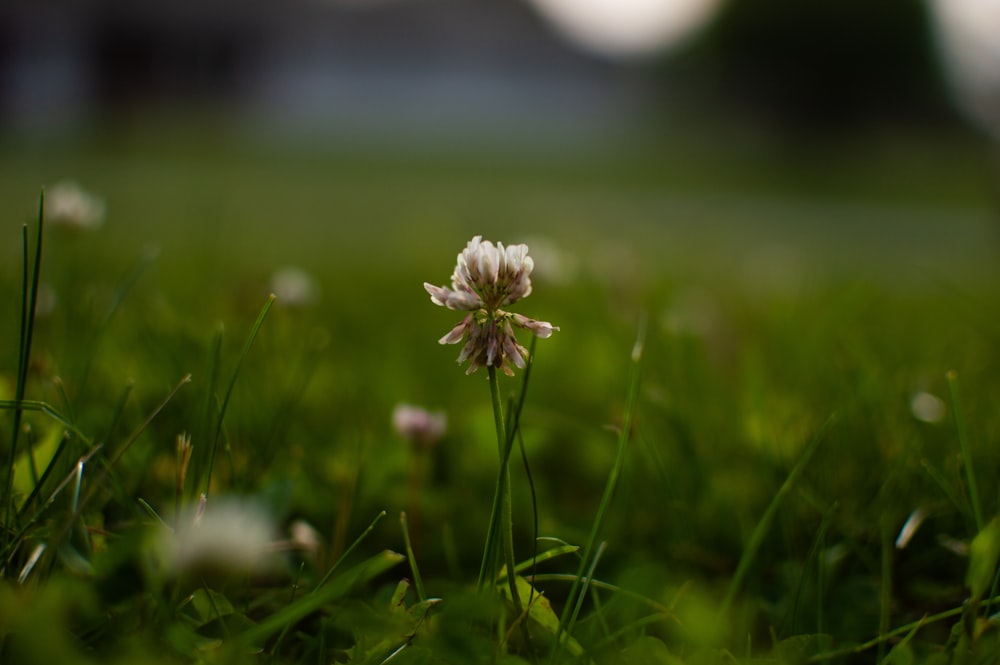white dandelion in green grass field