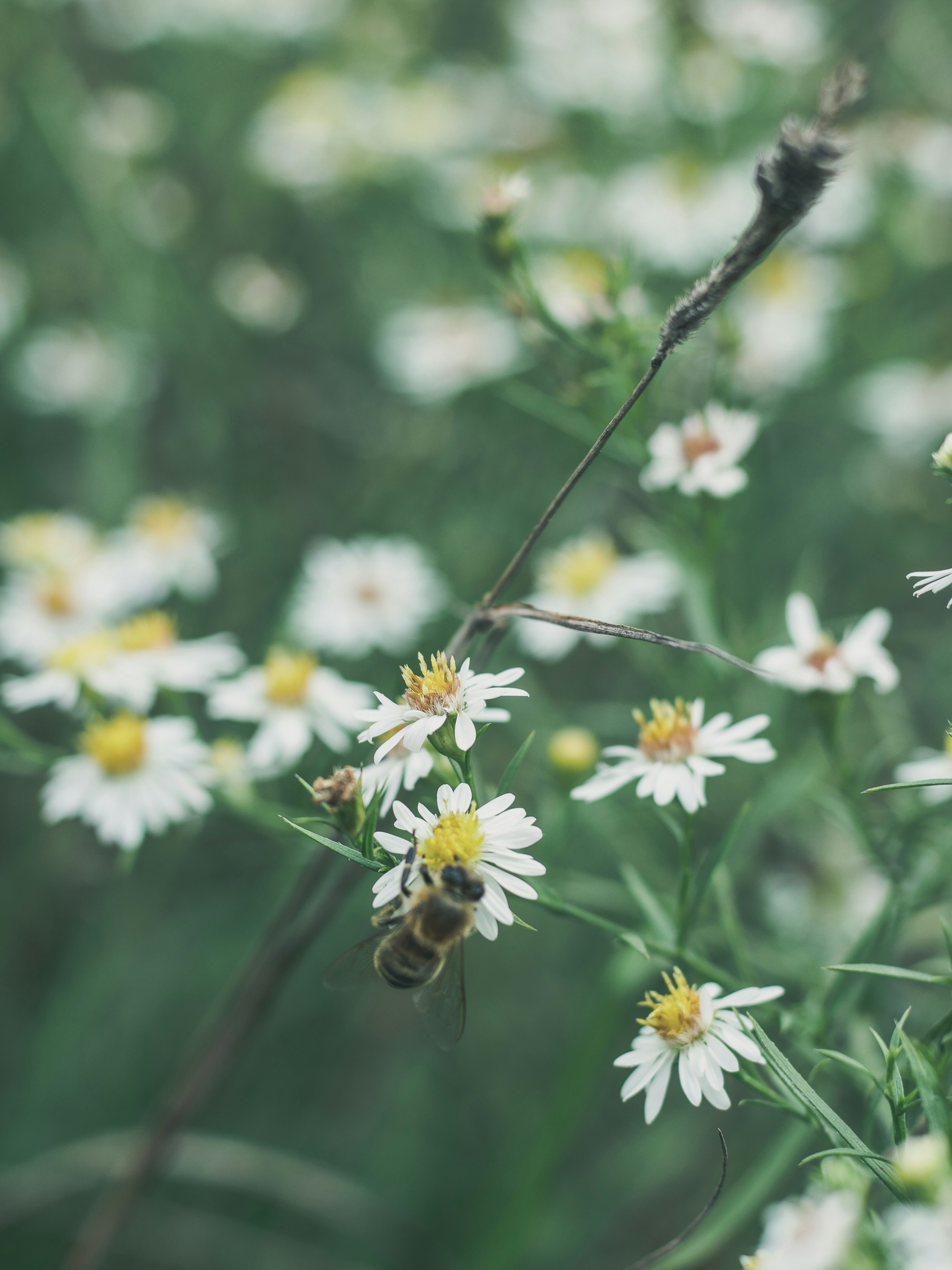 Photo by giobartlett