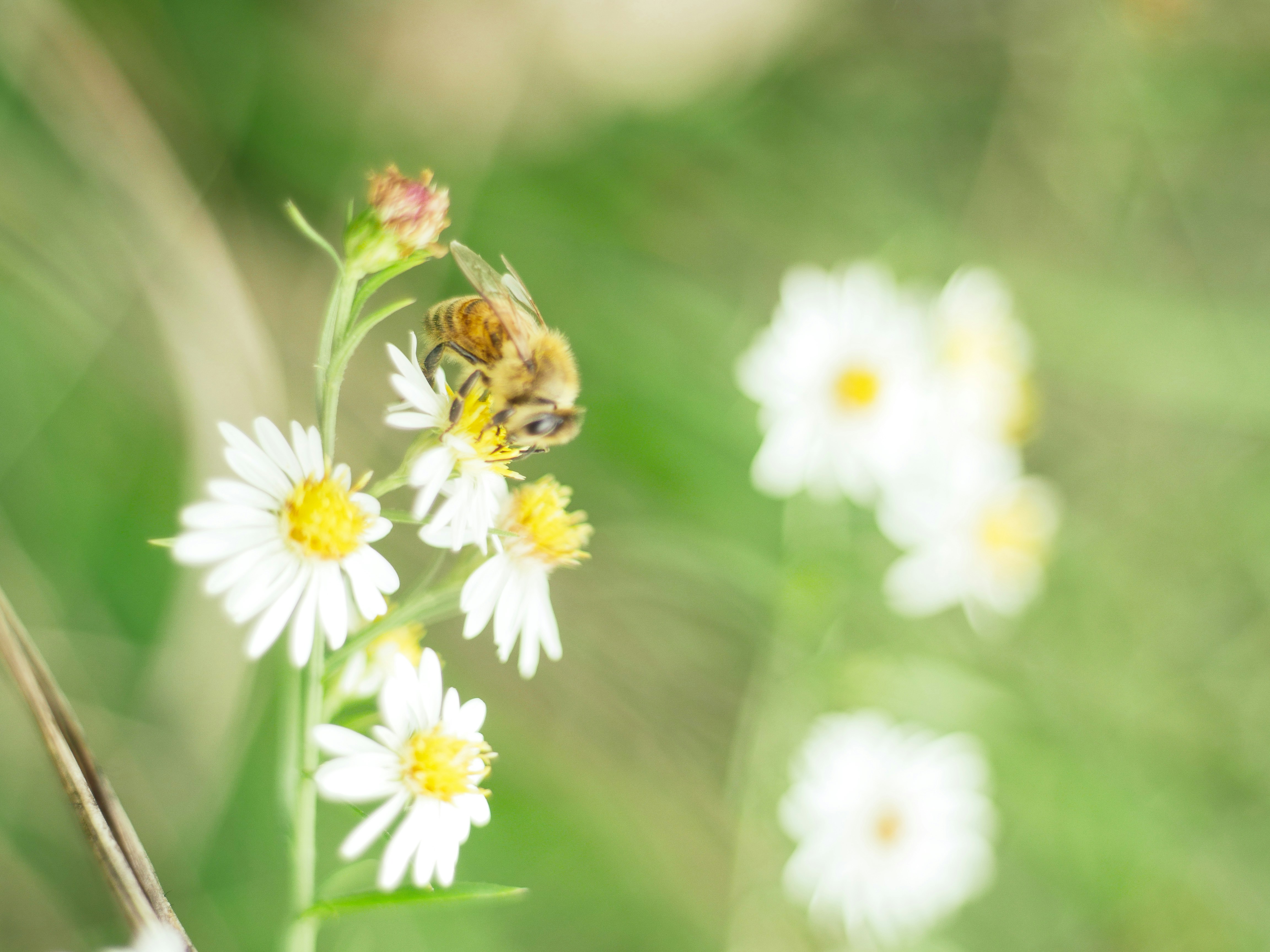 Photo by giobartlett