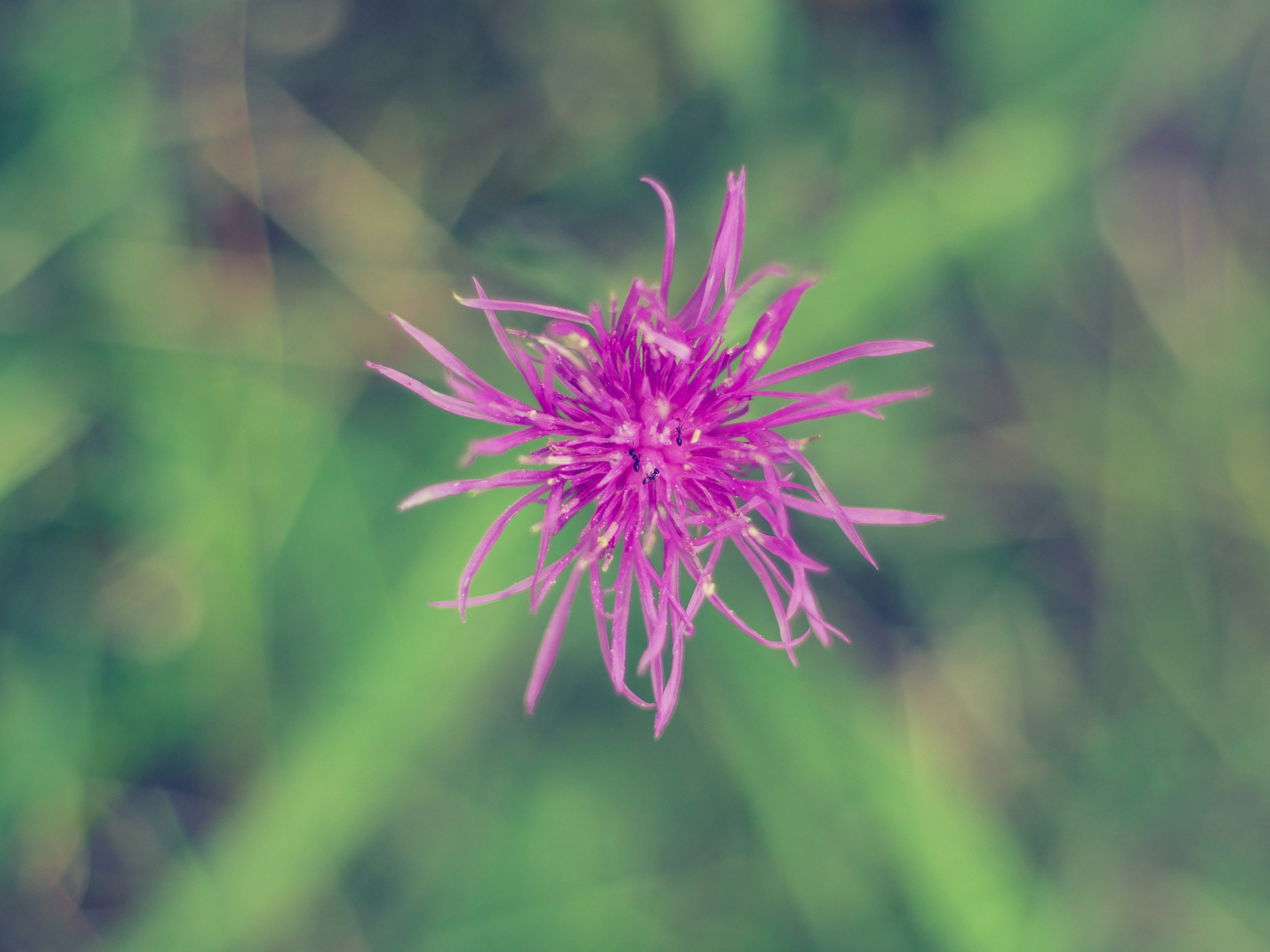 Photo by giobartlett