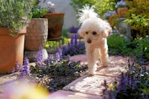 A small, curly-haired dog walks along a stone path surrounded by lush greenery and purple flowers. Large pots of various plants are placed along the pathway, adding to the vibrant garden setting.