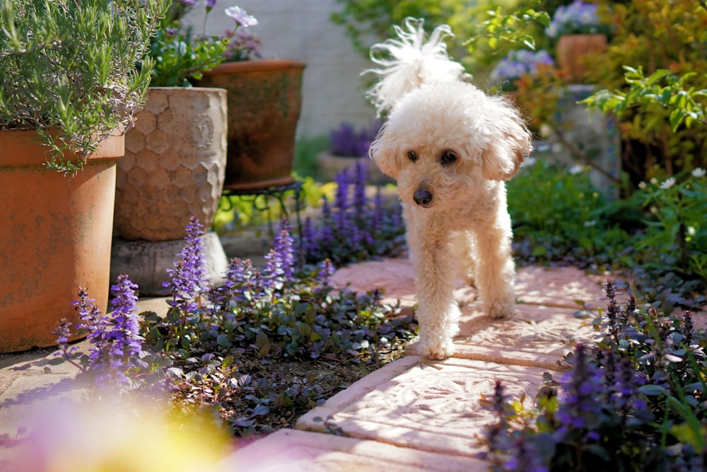 white poodle on purple flower field during daytime