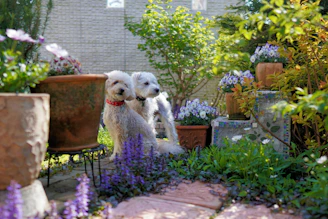 Happy dogs and cats wearing vibrant handmade clothes in a sunny garden.