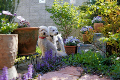 Happy dogs and cats wearing vibrant handmade clothes in a sunny garden.