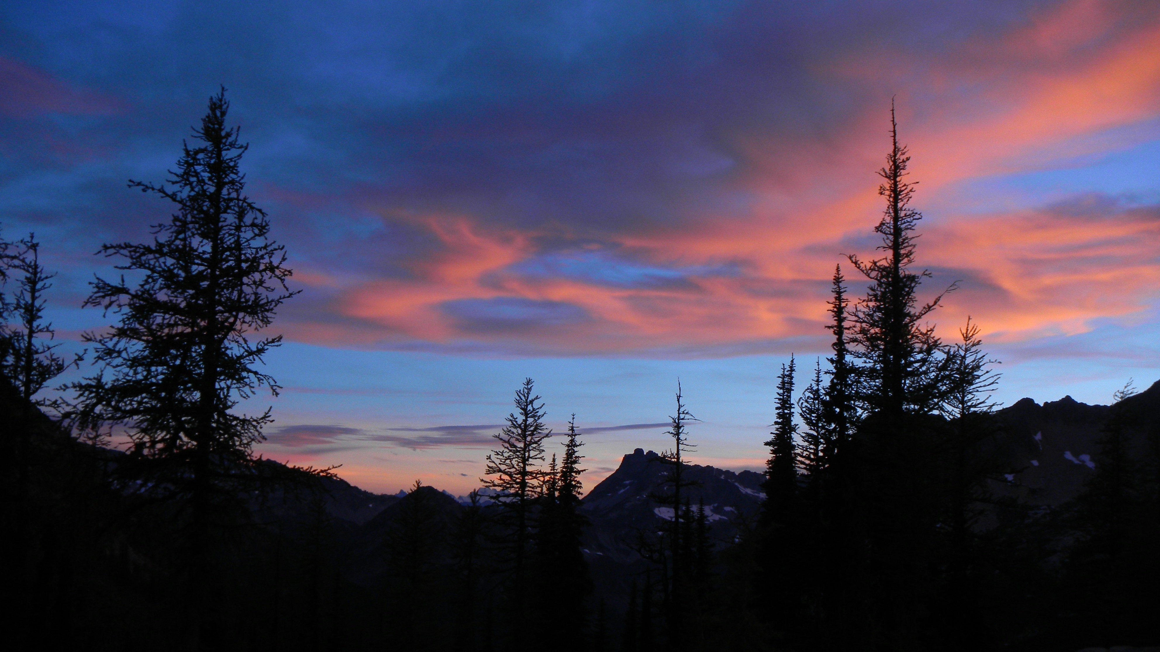 silhouette of trees during sunset, 