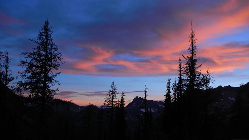 silhouette of trees during sunset