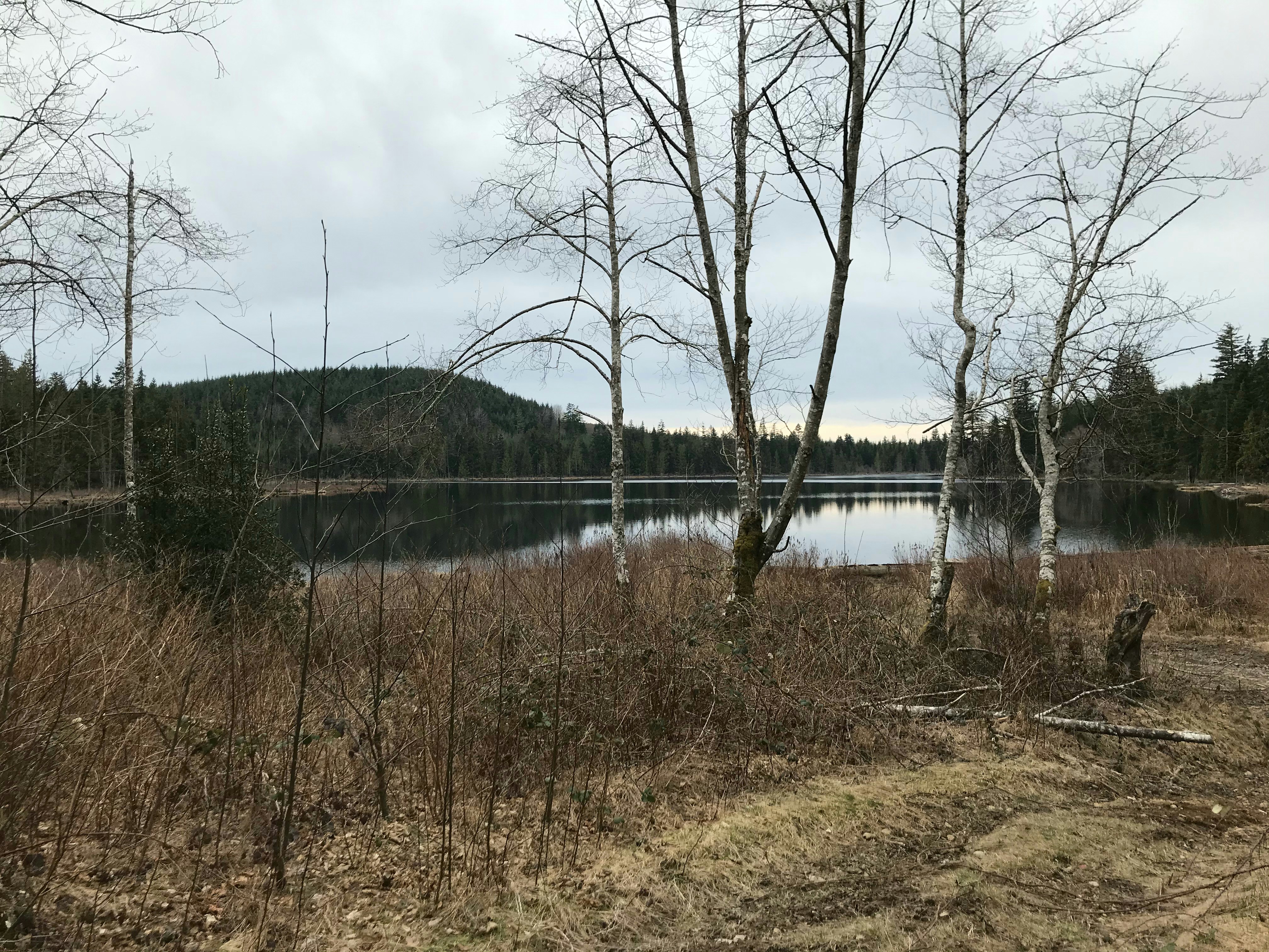 leafless trees near lake under cloudy sky during daytime