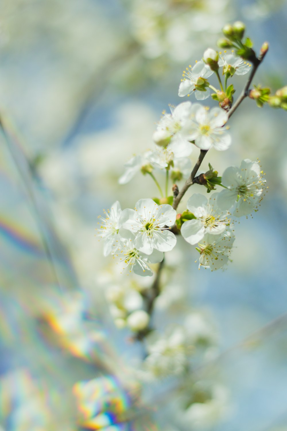 white flower in tilt shift lens