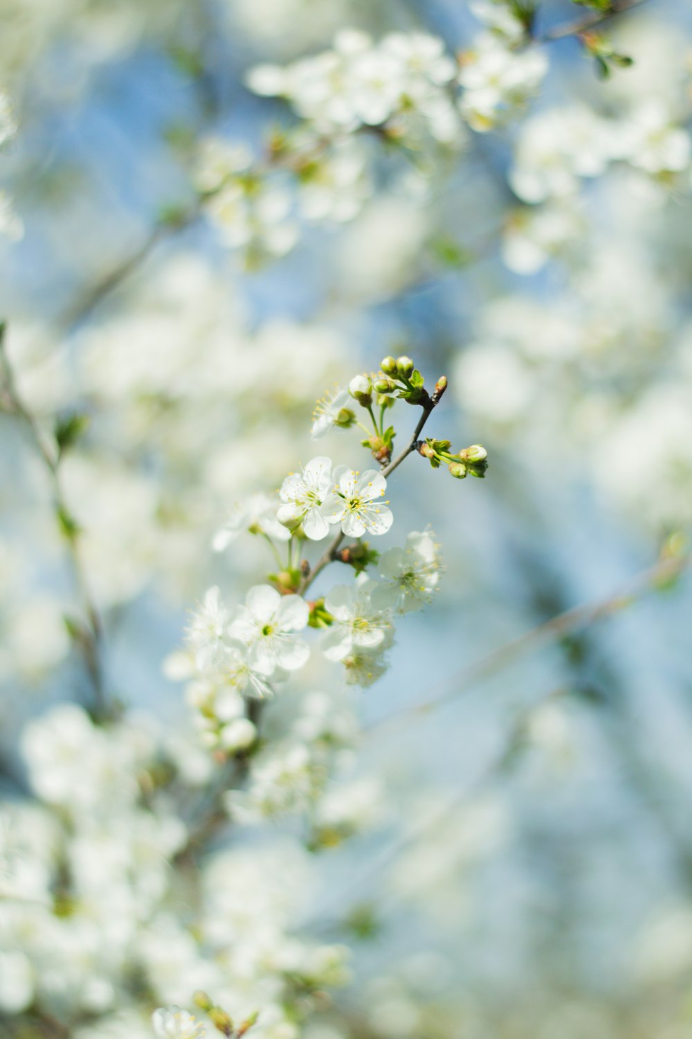 white cherry blossom in close up photography