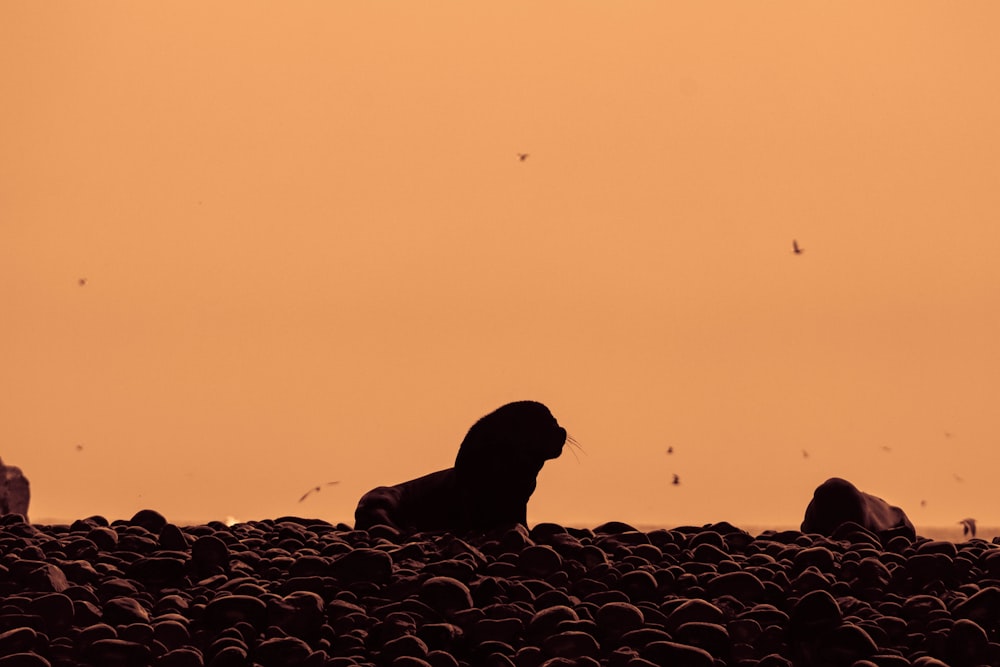 silhouette of person sitting on rock during sunset