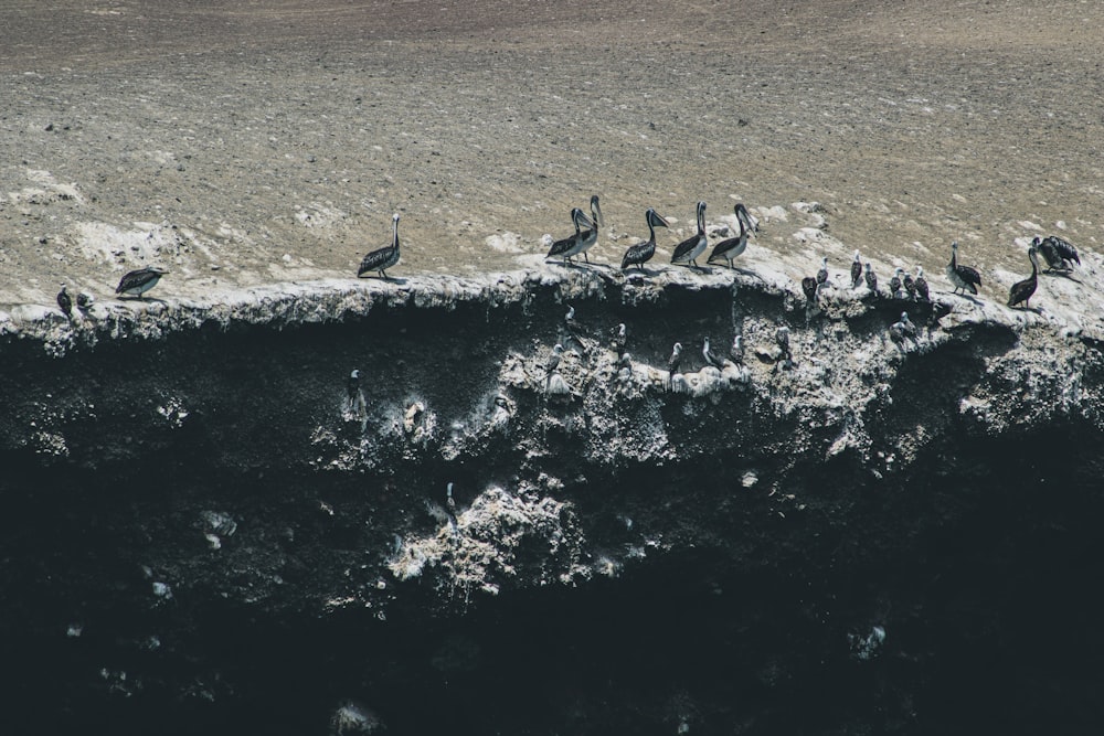 flock of birds on rocky shore during daytime