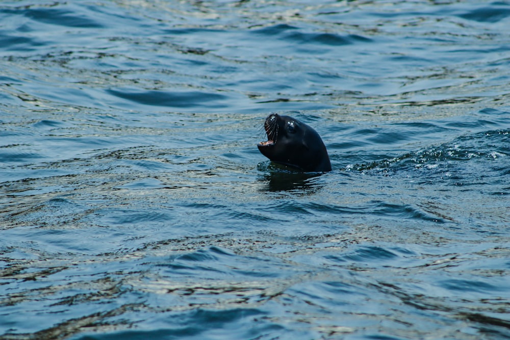 black seal on body of water during daytime