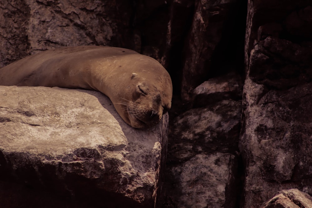 seal on brown rock during daytime