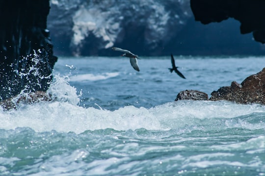 white bird flying over the sea during daytime in Paracas Peru