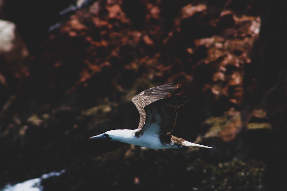 white and black bird flying