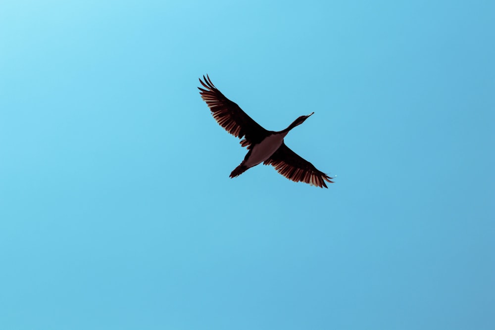 brown bird flying during daytime