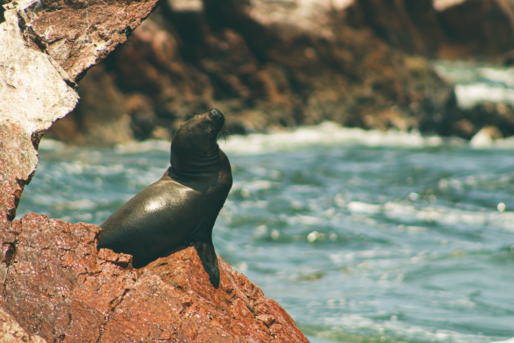 black seal on brown rock near body of water during daytime
