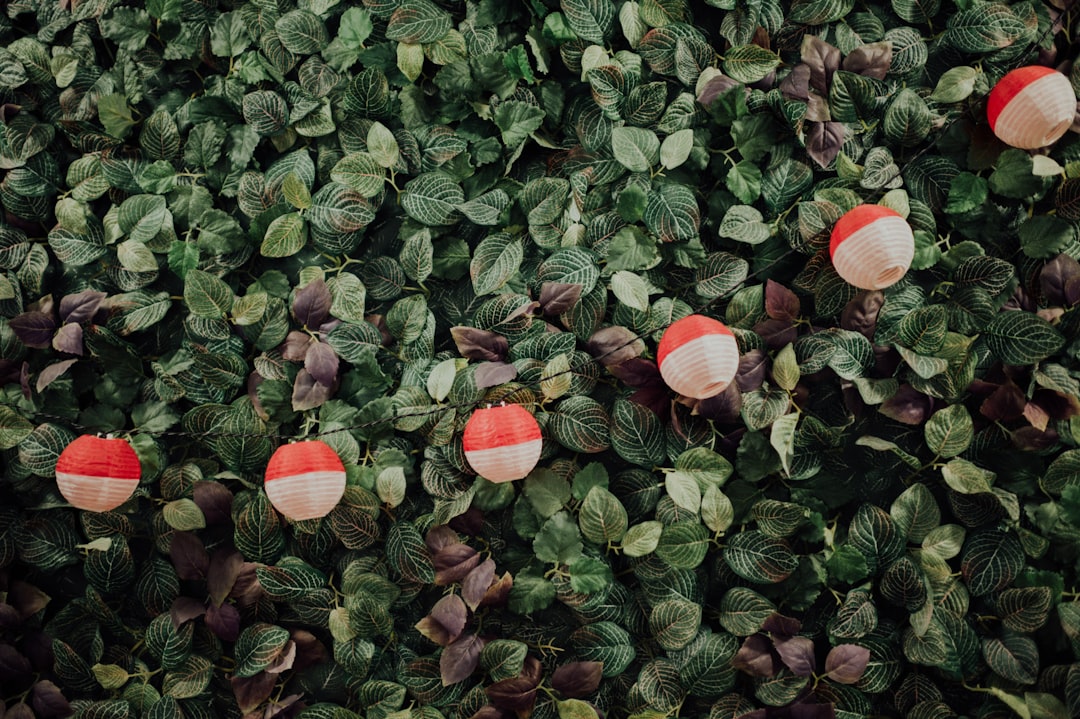 red and green round ornament on green leaves