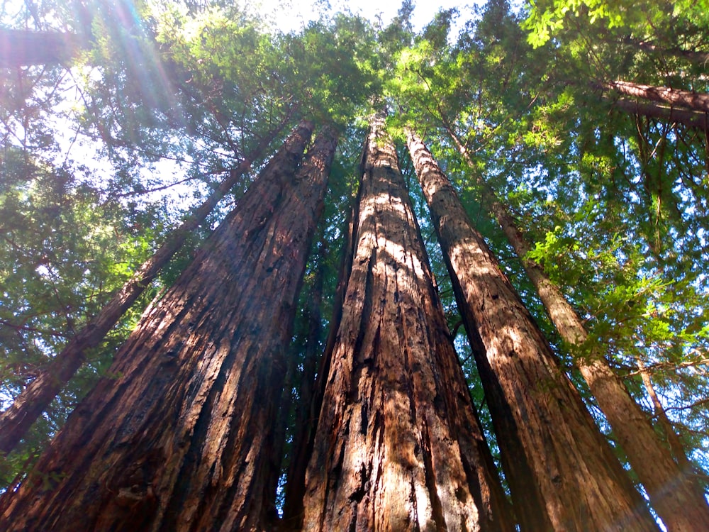 brown and green trees during daytime